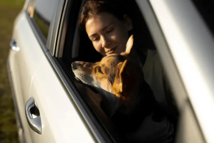 Ongoing Challenges Of Traveling With Pets